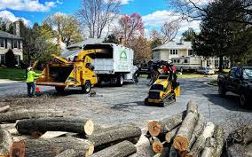 Best Tree Health Inspection  in Bosque Farms, NM