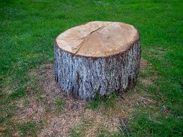 How Our Tree Care Process Works  in  Bosque Farms, NM