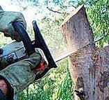 Tree and Shrub Care in Bosque Farms, NM