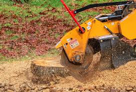 Best Storm Damage Tree Cleanup  in Bosque Farms, NM