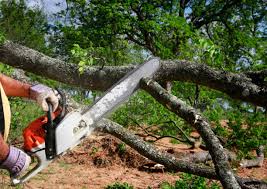Best Lawn Grading and Leveling  in Bosque Farms, NM