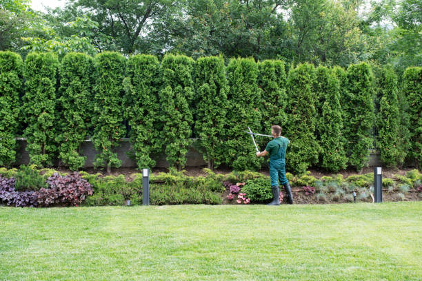 Best Aeration Services  in Bosque Farms, NM