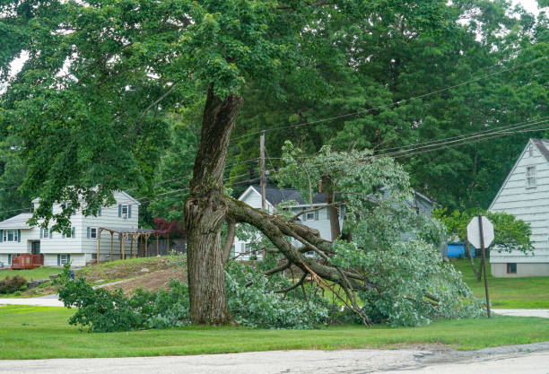 Best Hazardous Tree Removal  in Bosque Farms, NM