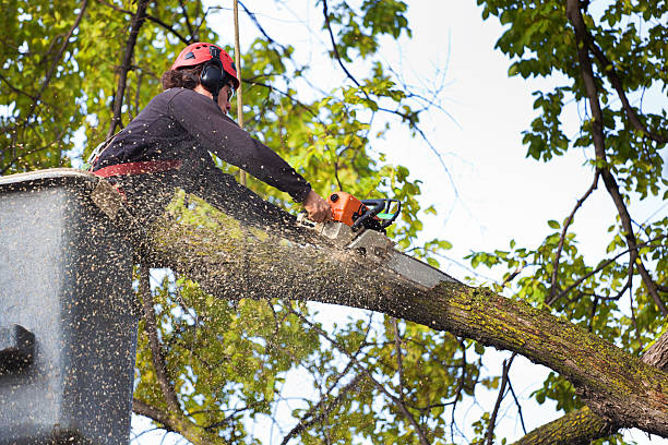  Bosque Farms, NM Tree Removal Pros