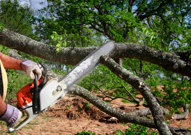 Best Seasonal Cleanup (Spring/Fall)  in Bosque Farms, NM