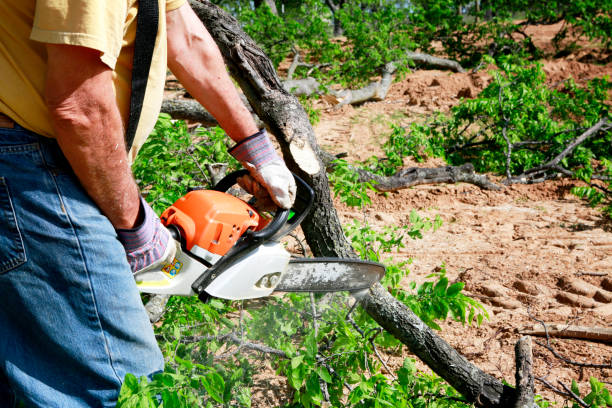 Best Tree Mulching  in Bosque Farms, NM